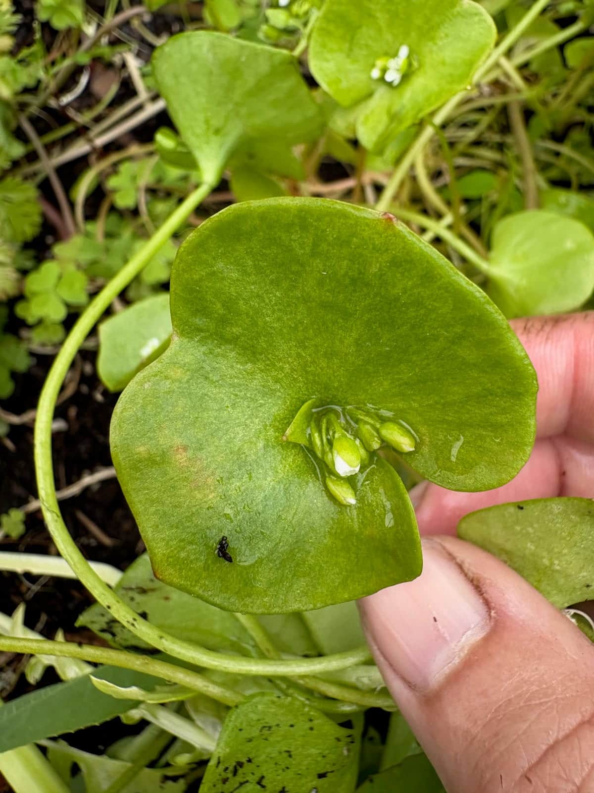 Miner's Lettuce