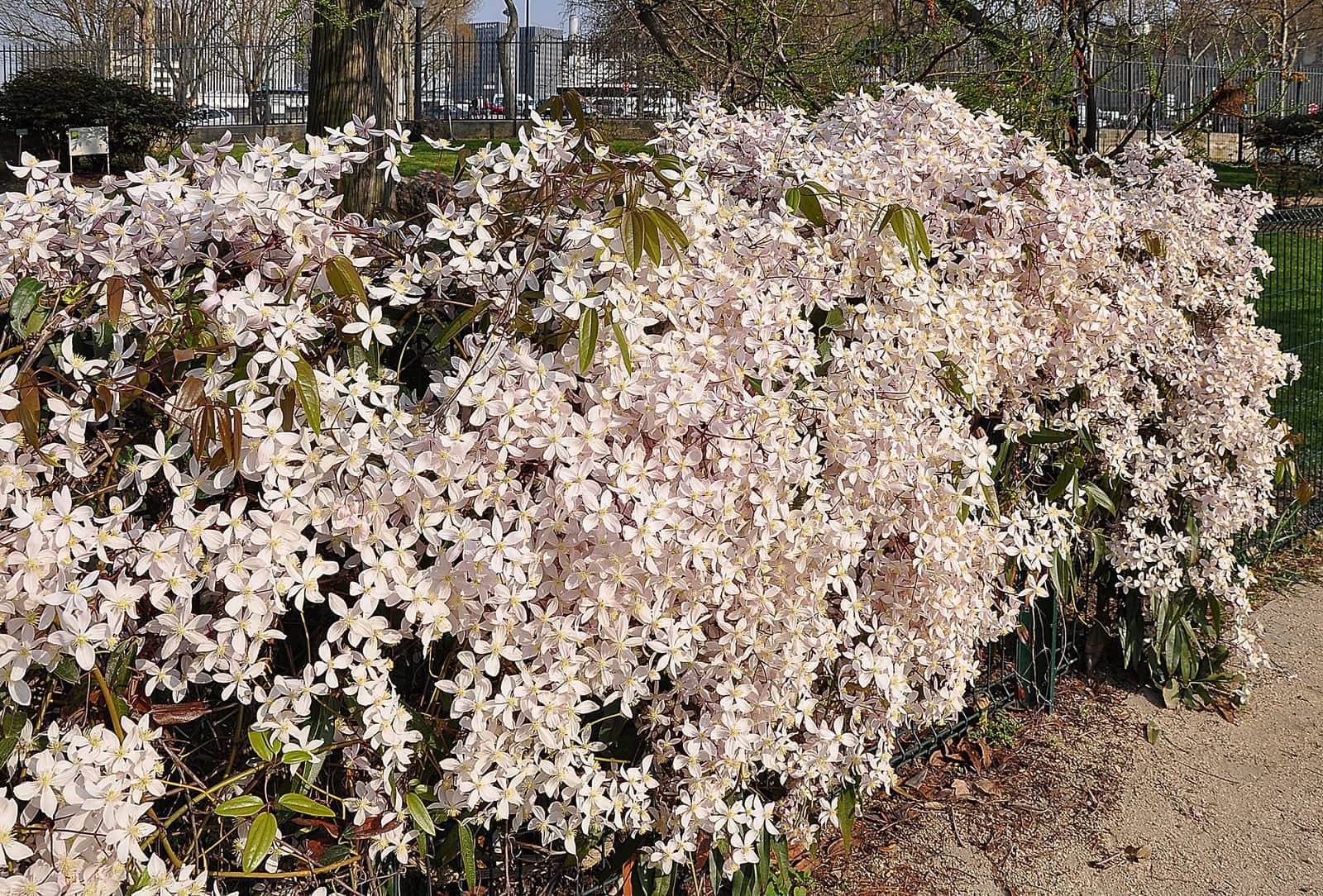 Apple Blossom Evergreen Clematis