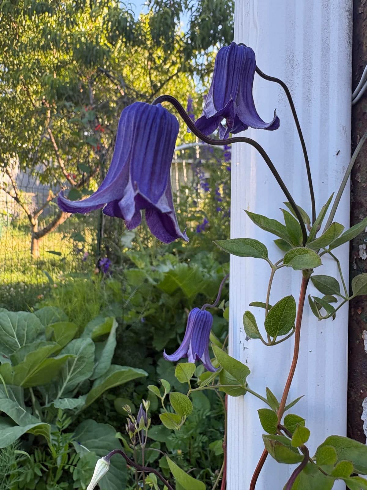 Clematis 'Rooguchi'