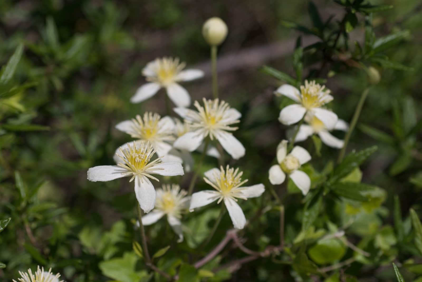 Chaparral Clematis