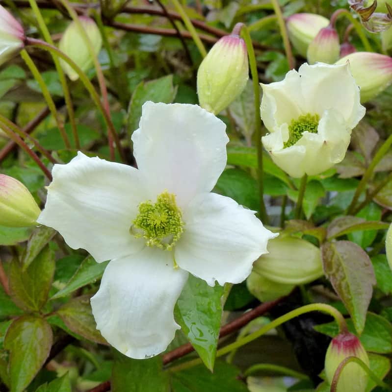 Mountain Clematis