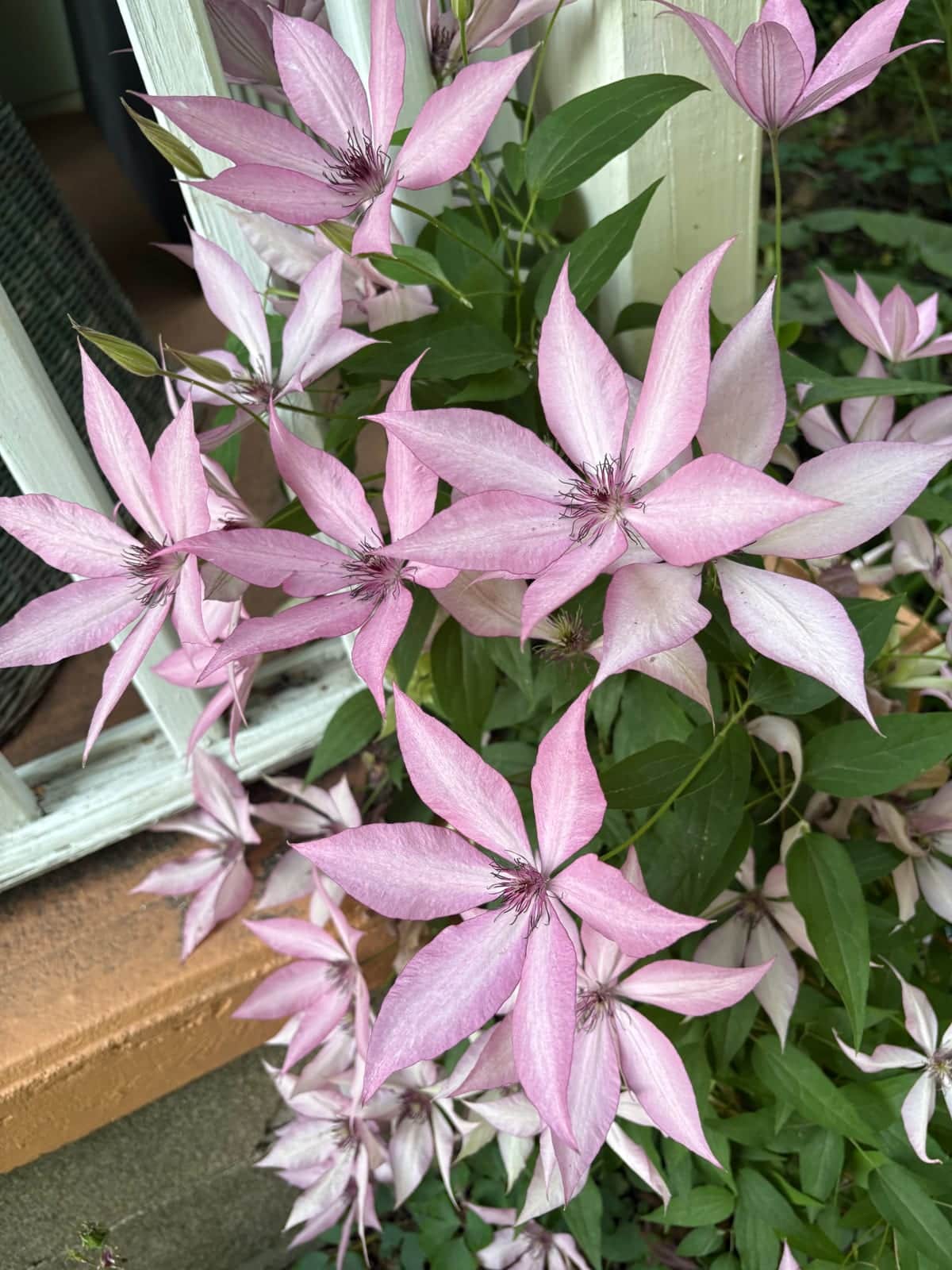 Hagley Hybrid Clematis