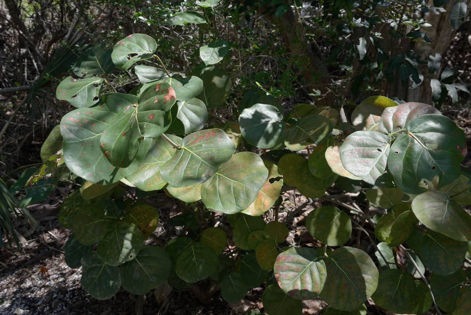 Sea Grape