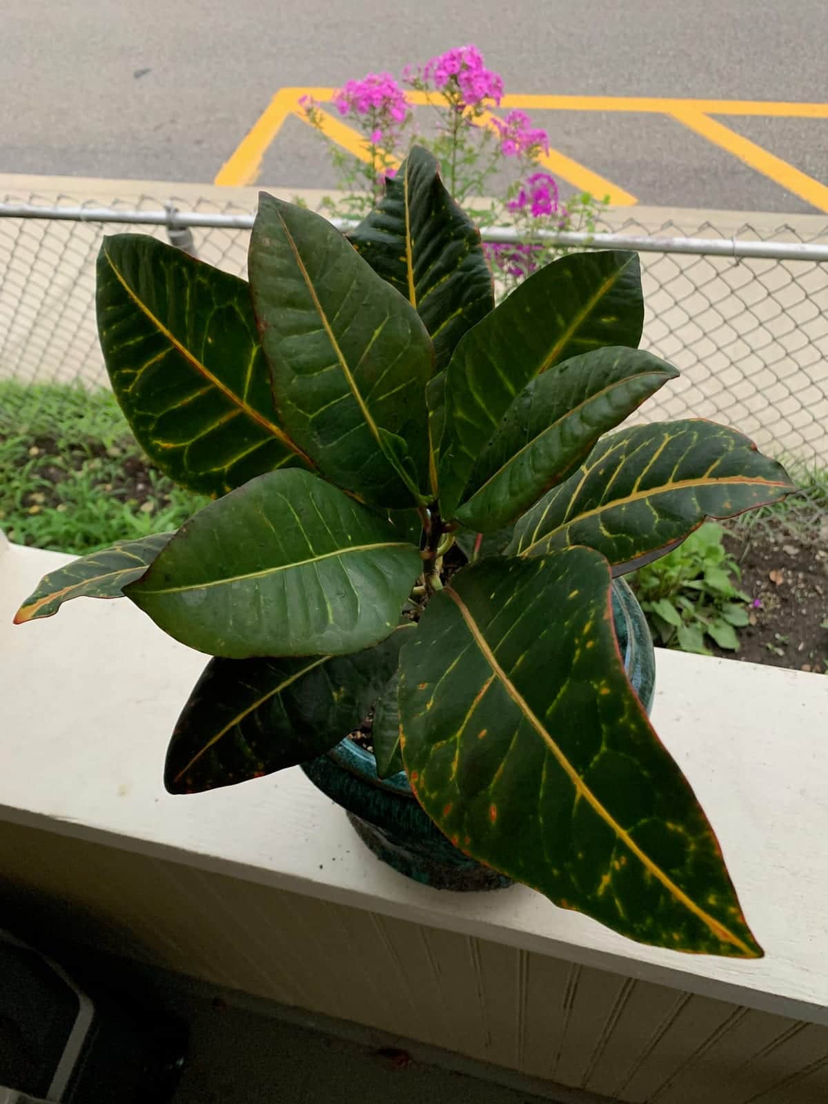 Croton