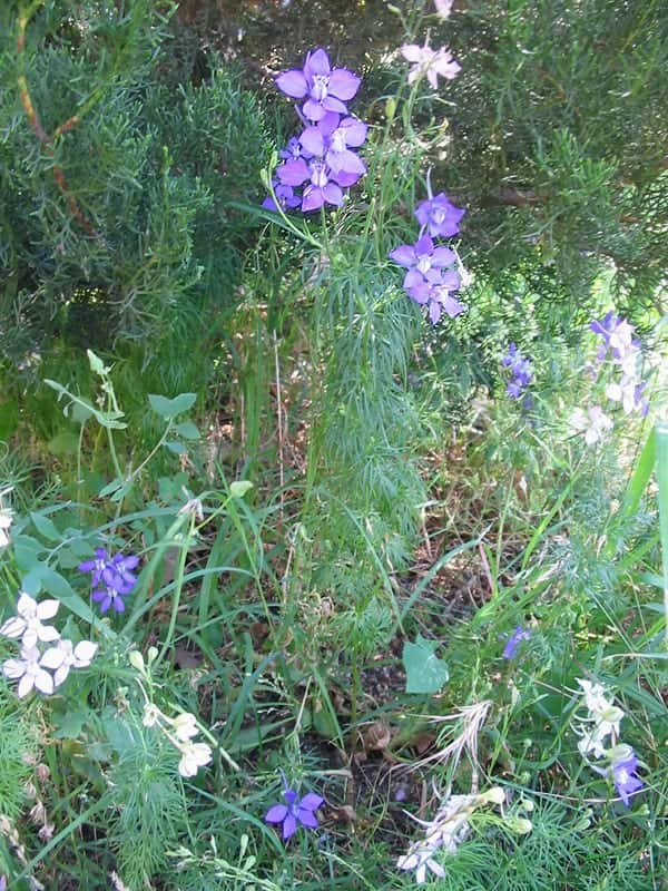 Larkspur