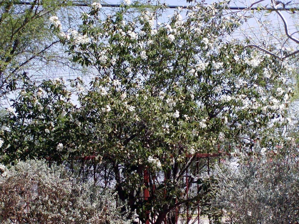 Texas Olive