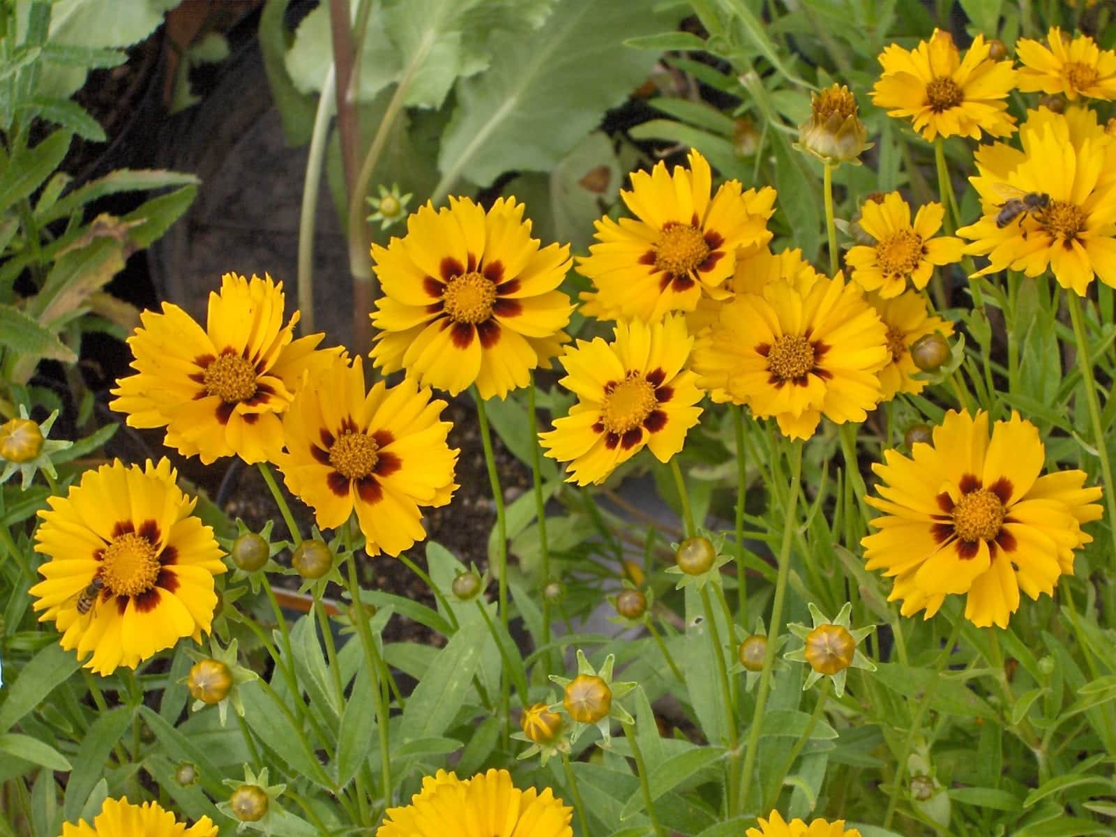 Golden Tickseed