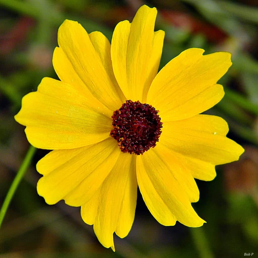 Leavenworth's Tickseed