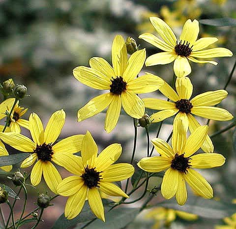 Tall Tickseed