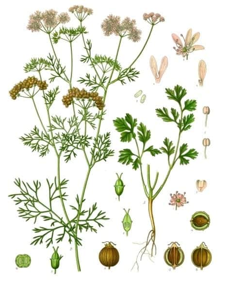 Caribe Cilantro
