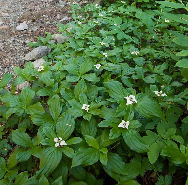 Bunchberry