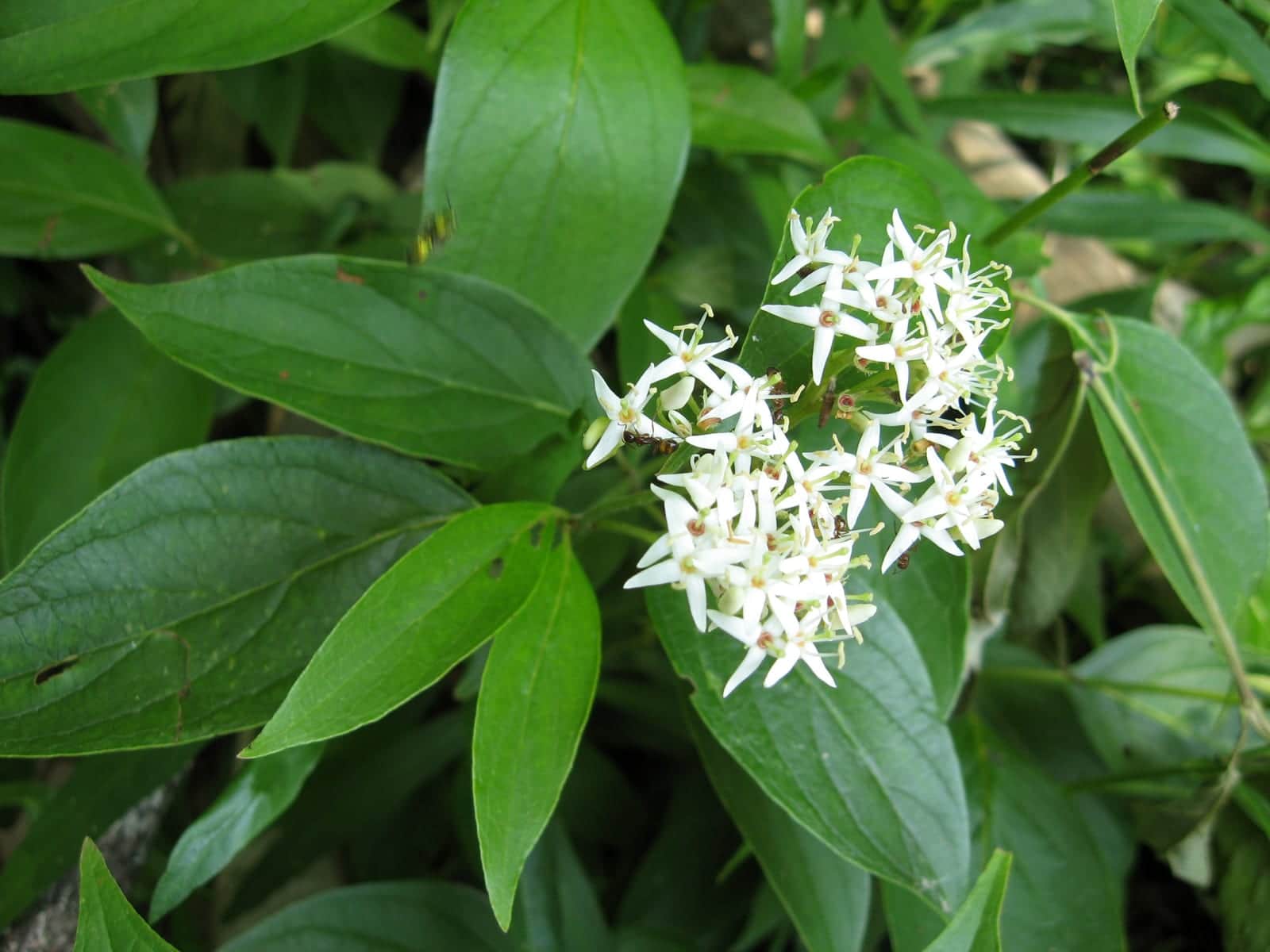 Swamp Dogwood
