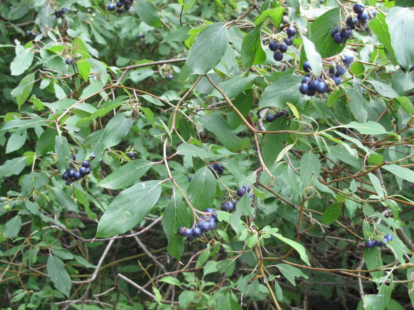 Blue-fruited Dogwood