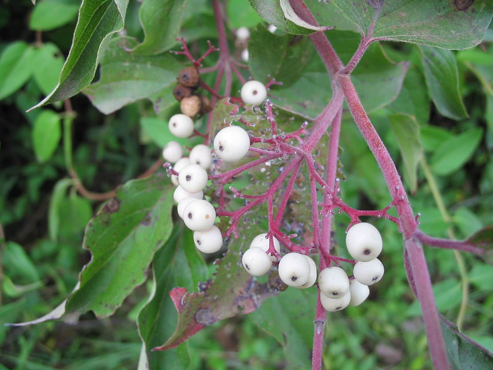 Gray Dogwood
