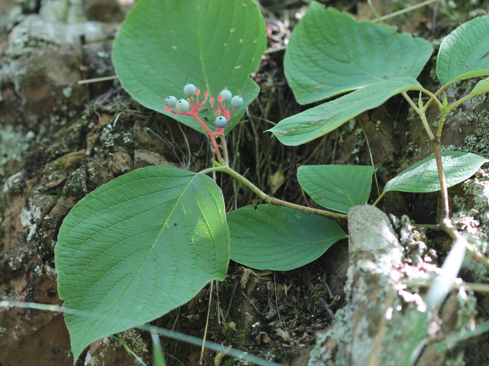 Round-leaved Dogwood
