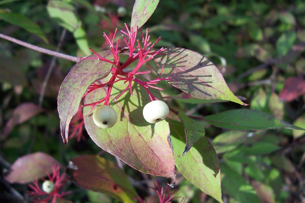 Red-twig Dogwood