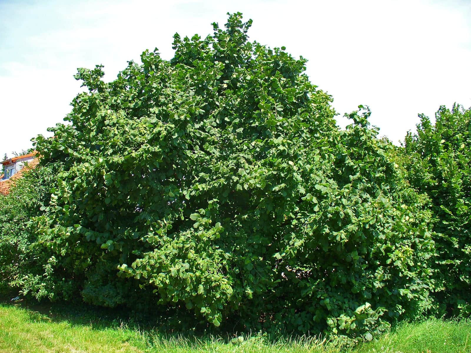 Turkish Hazel