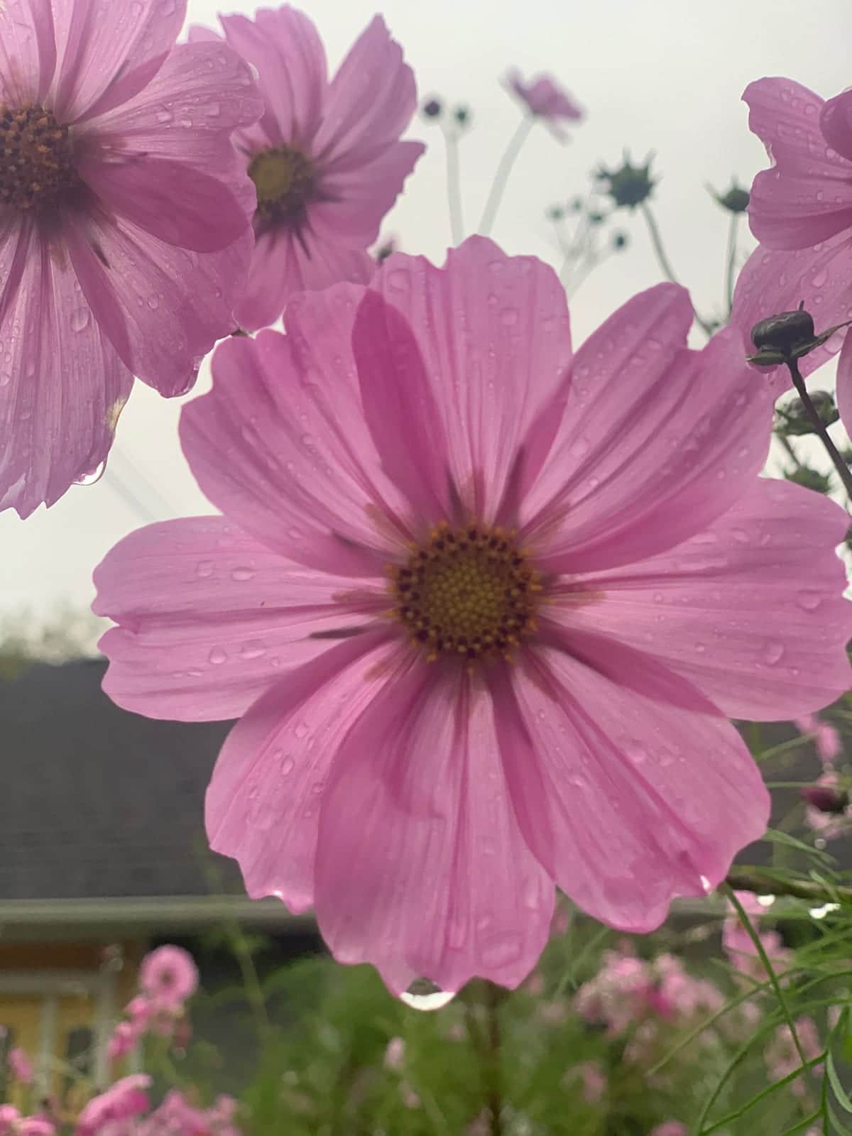 Field Cosmos