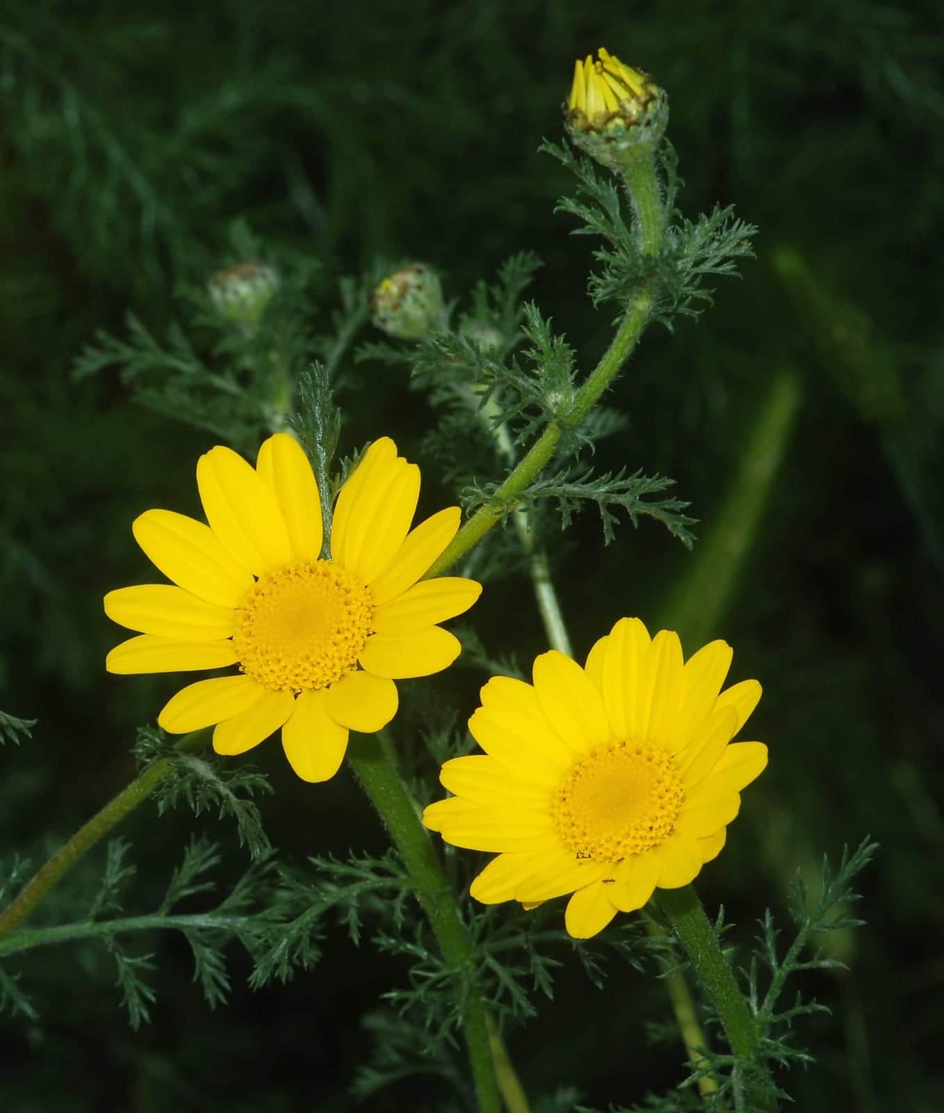 Golden Marguerite