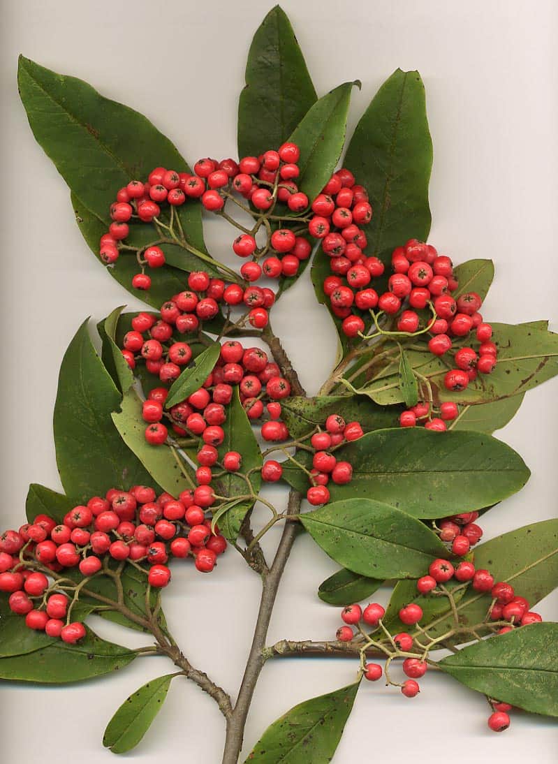 Weeping Cotoneaster