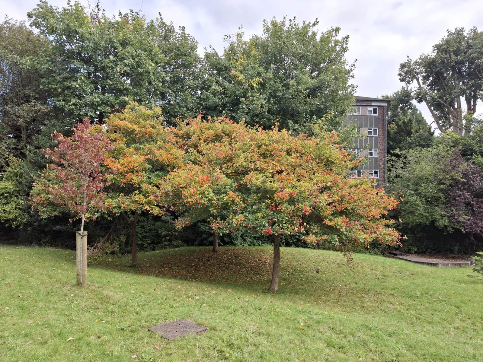 Cockspur Hawthorn