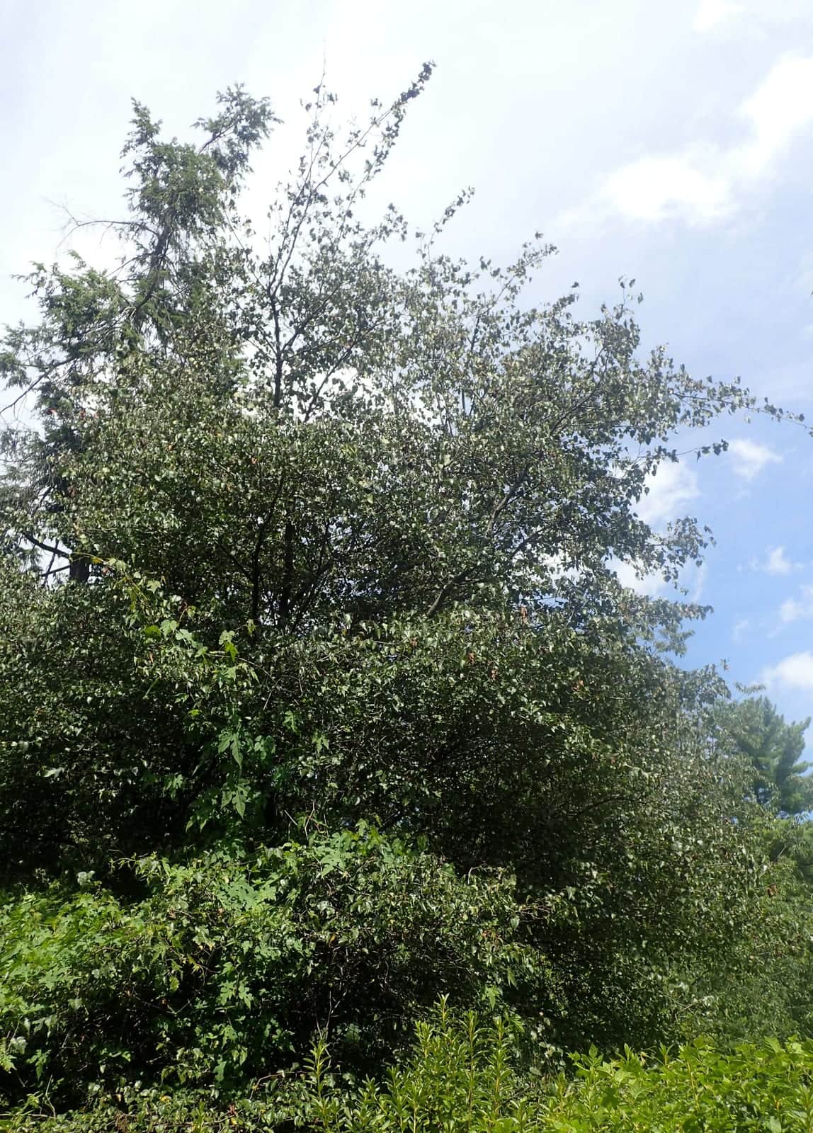 Washington Hawthorn