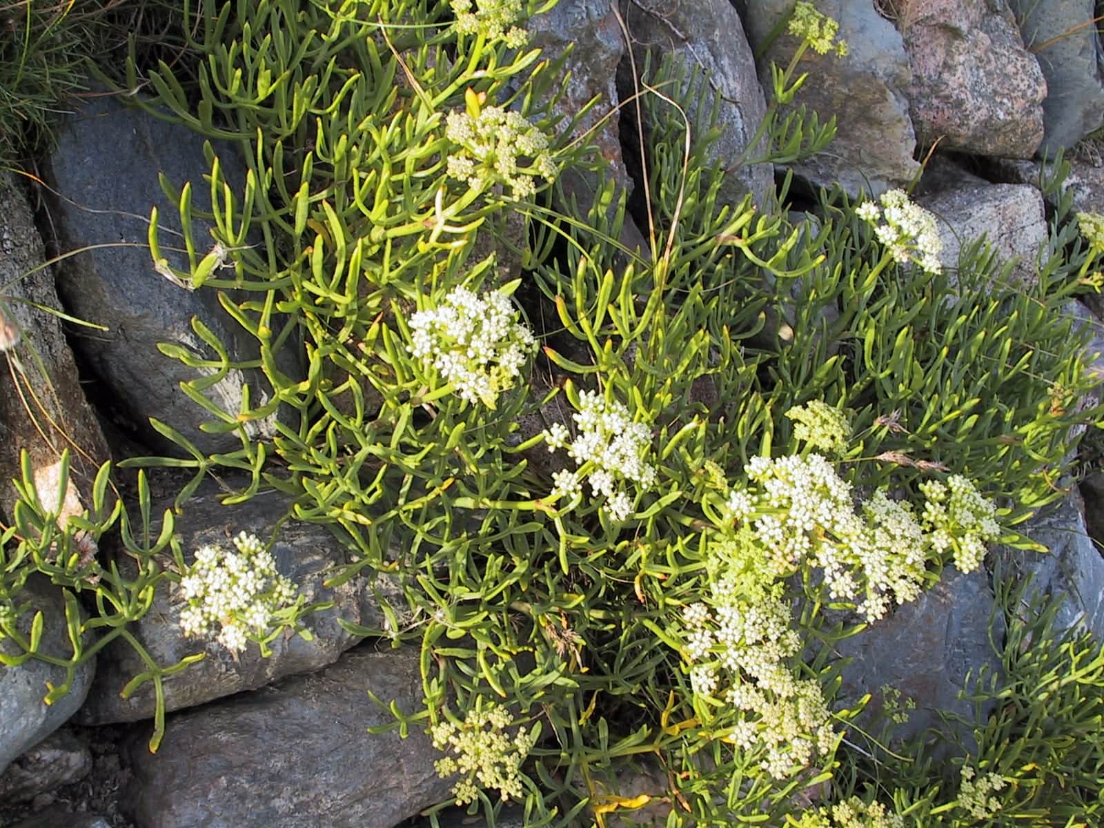 Rock Samphire