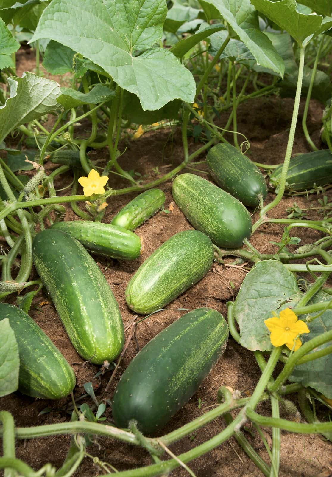 Silver Slicer Cucumber
