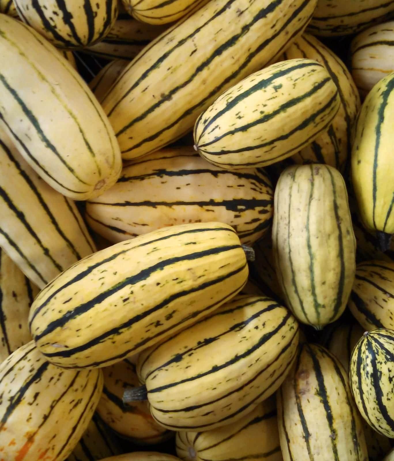 Delicata Squash