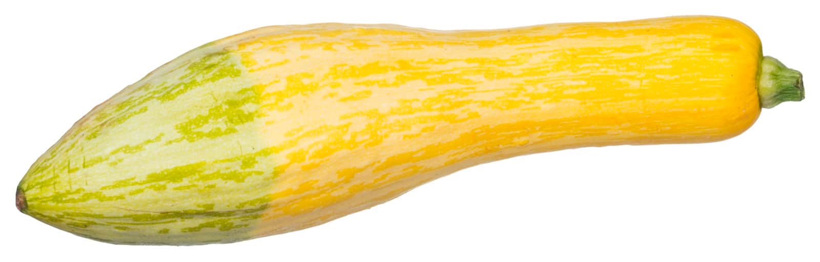 Summer Squash