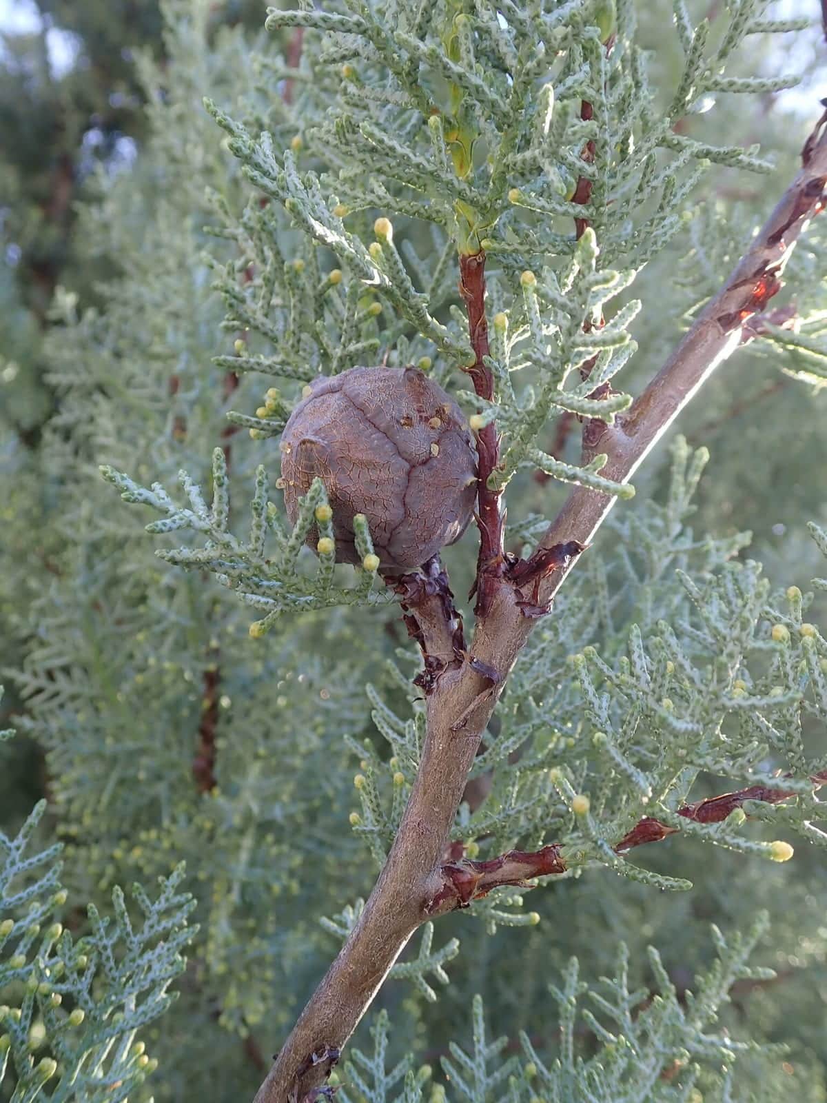 Arizona Cypress