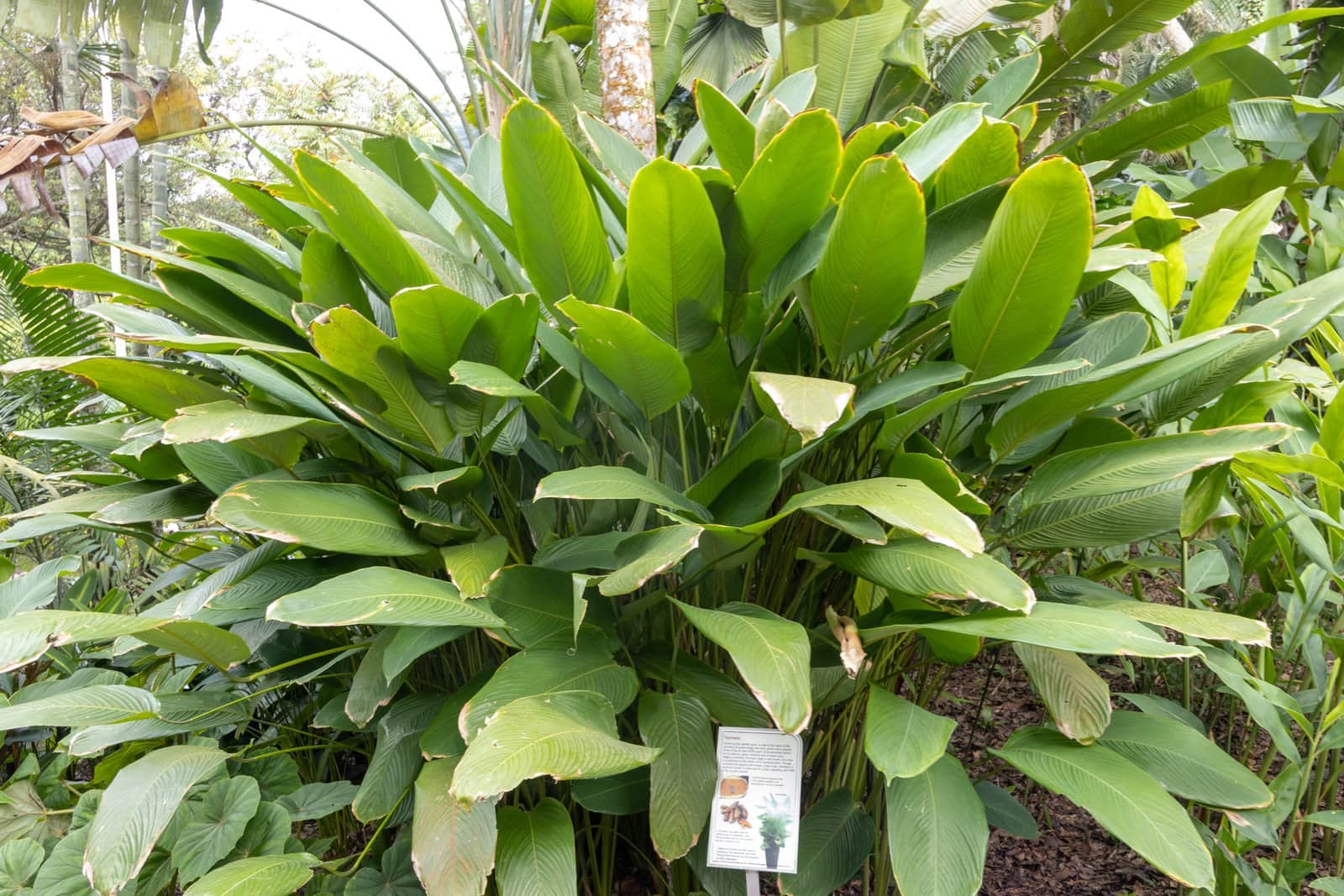 Turmeric