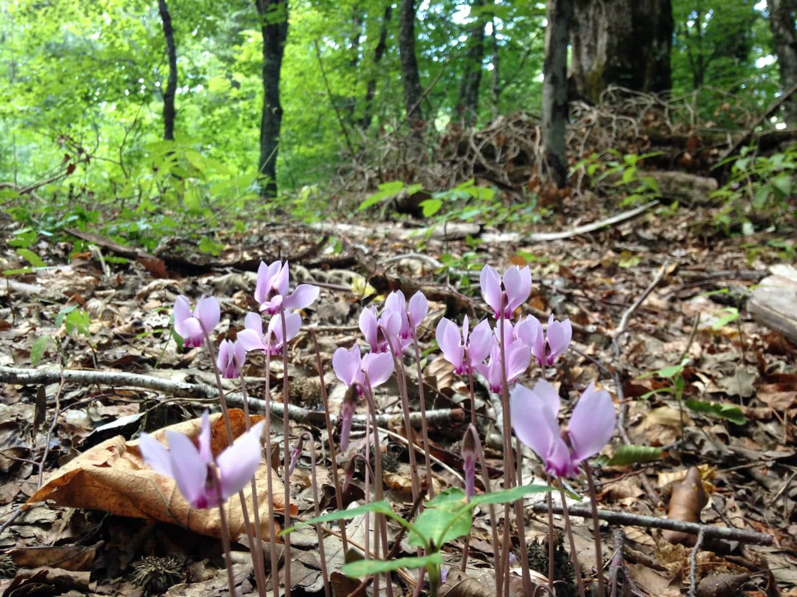 Hardy Cyclamen