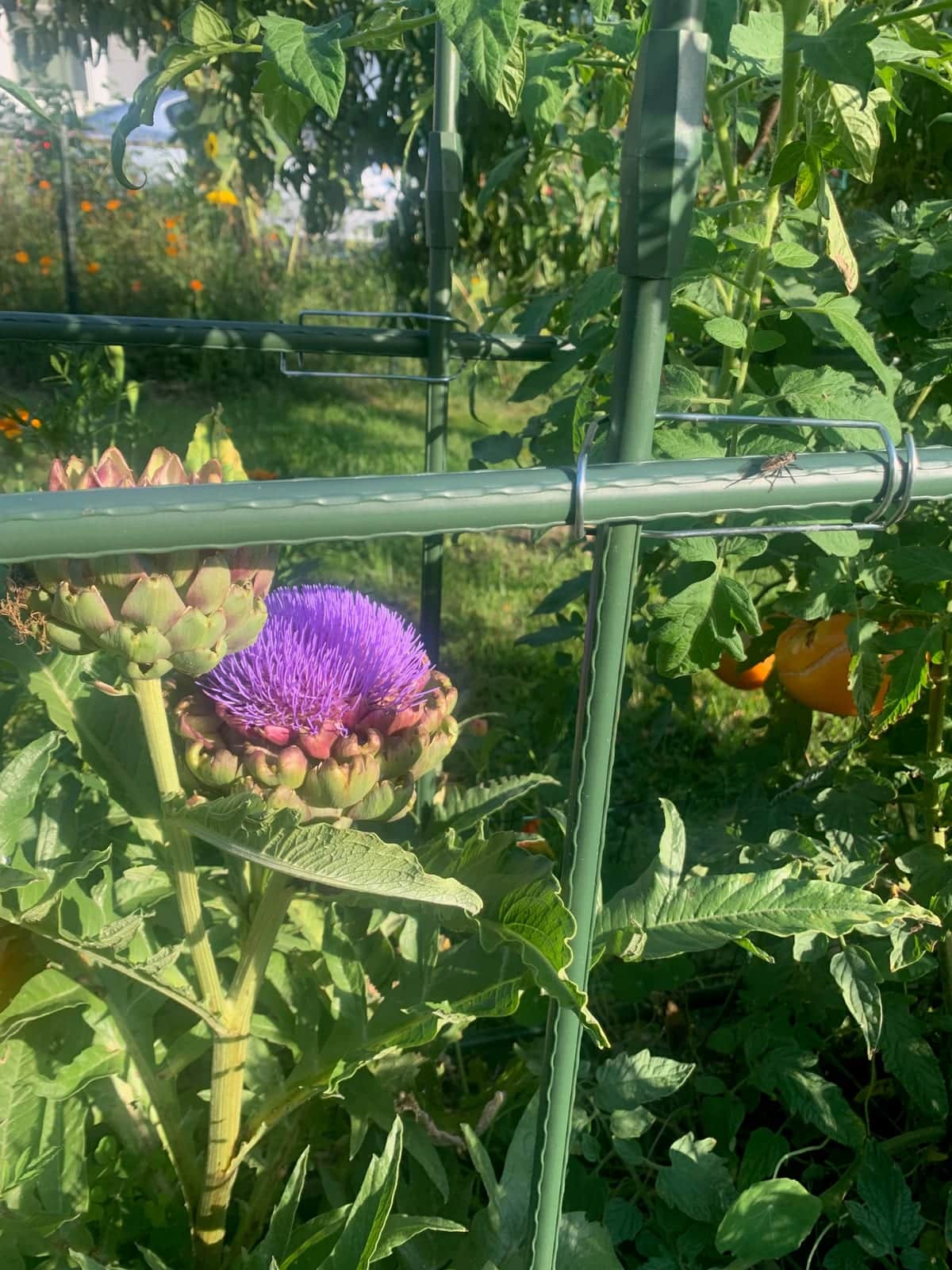 Artichoke