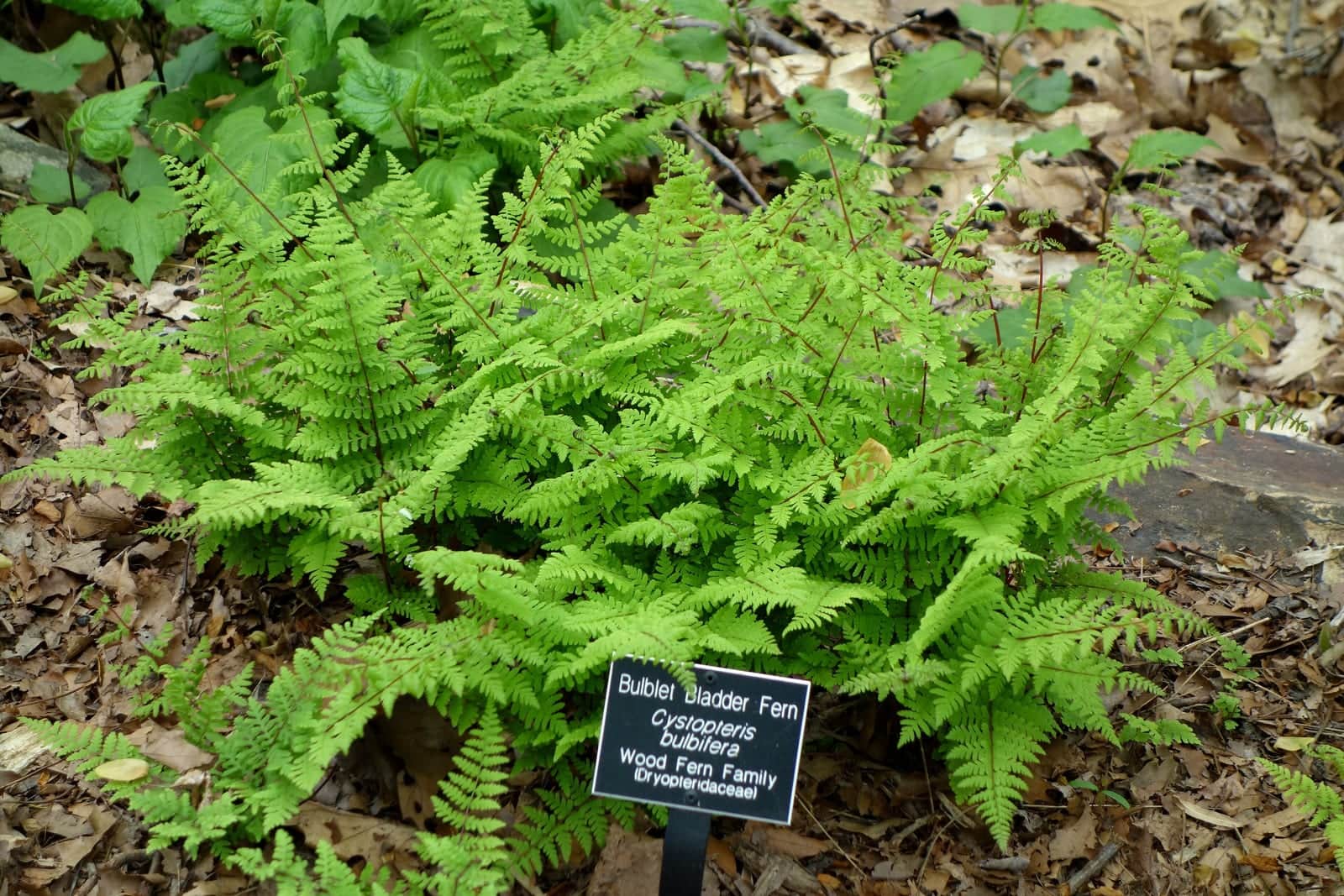 Bulblet Bladder Fern