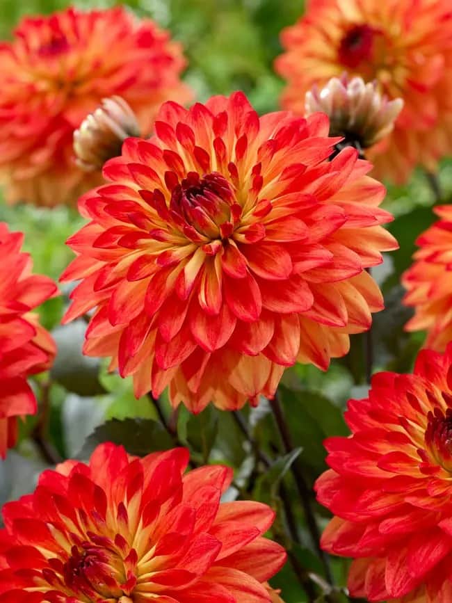 Dahlia 'Candlelight Amberglow'