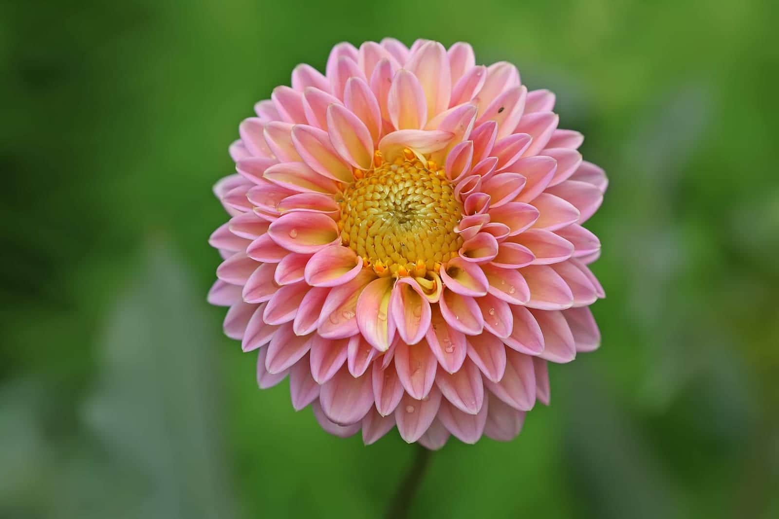 City Lights Purple Dahlia