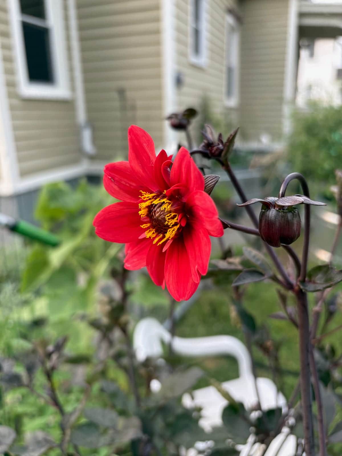 Bishop of Llandaff Dahlia