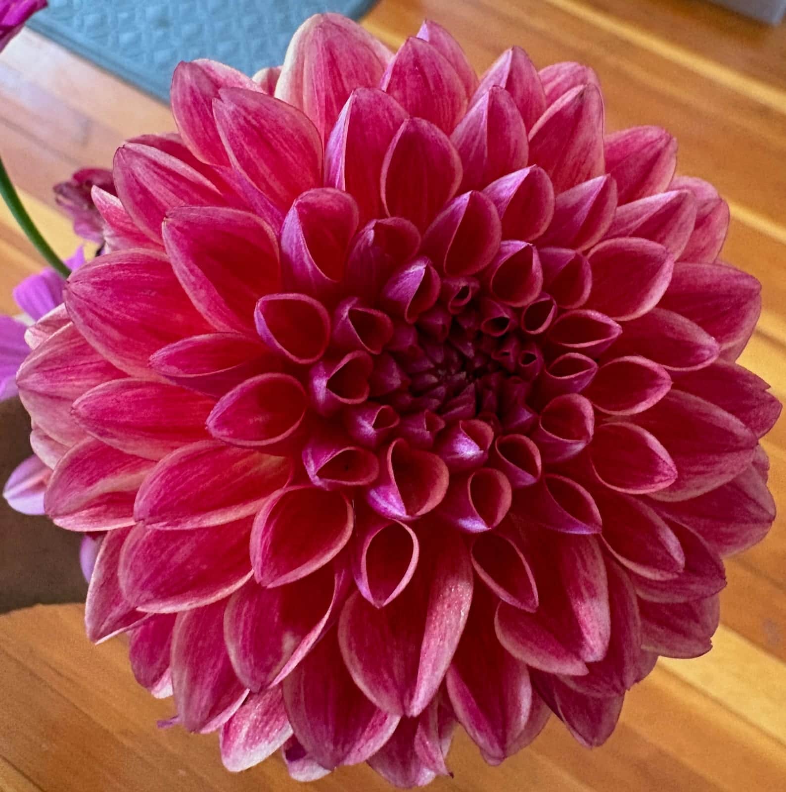 Dahlia