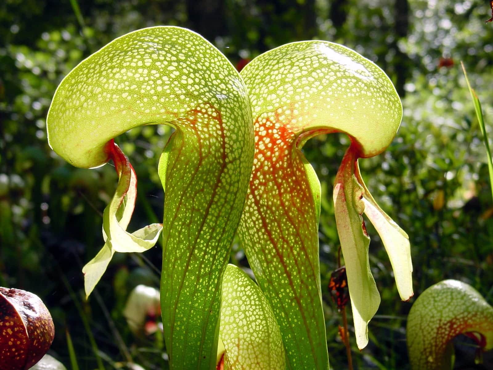 California Pitcher Plant