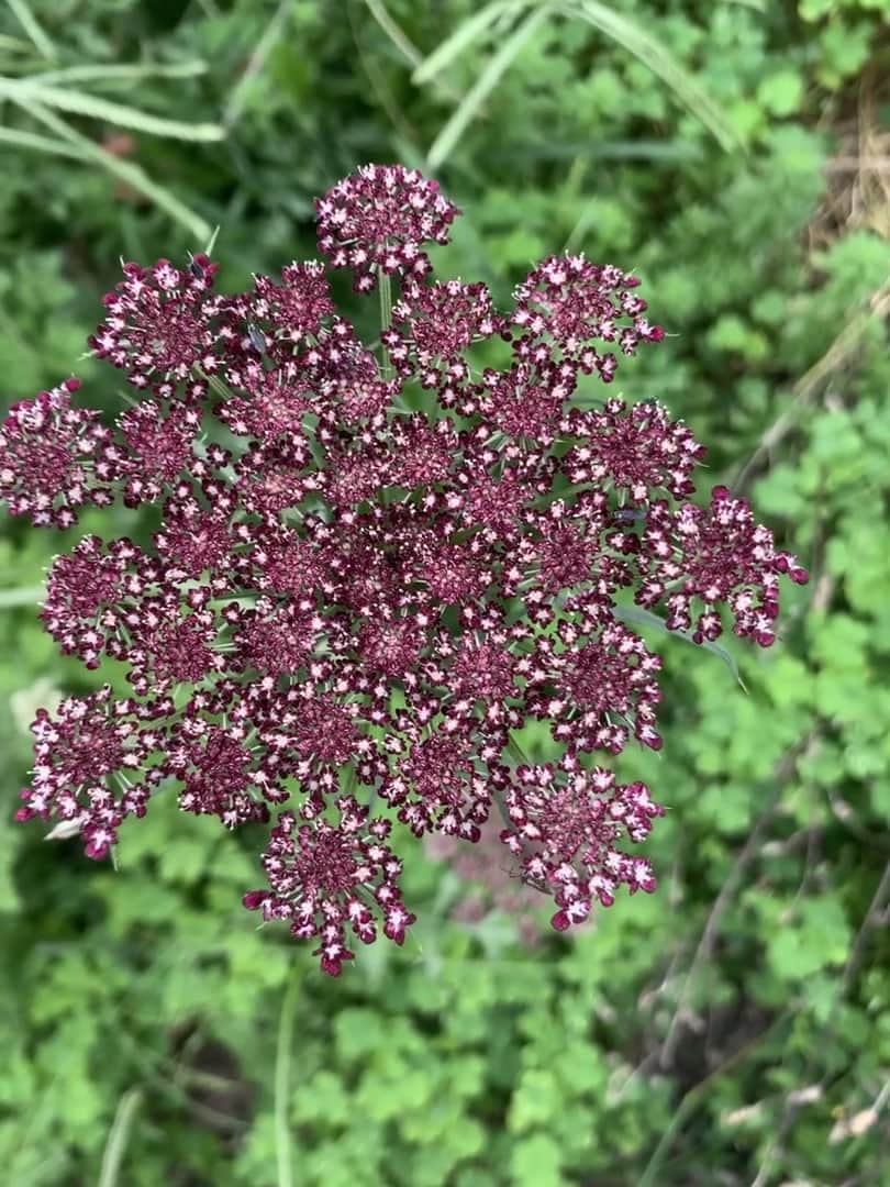 Chocolate Laceflower