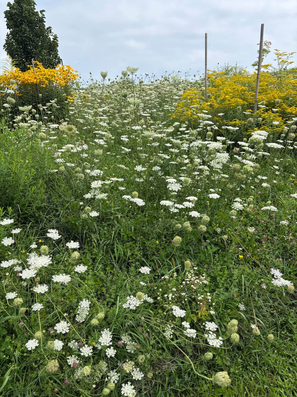 Queen Anne's Lace