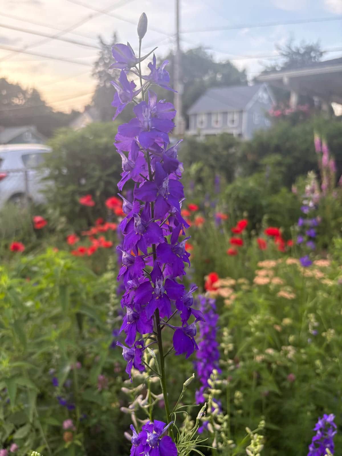 Delphinium