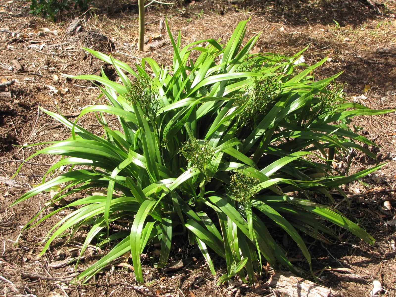 ʻUkiʻuki