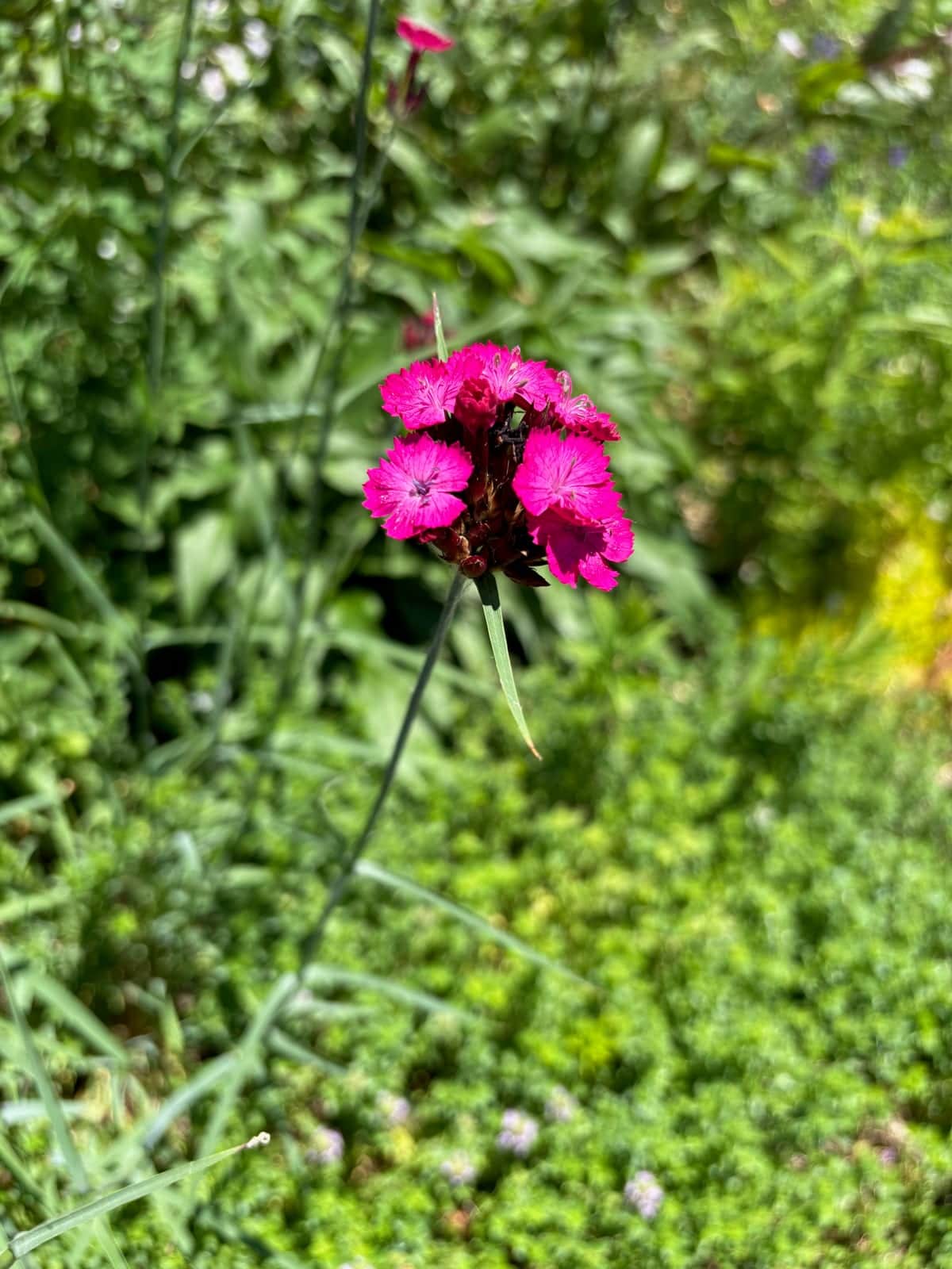 Sweet William