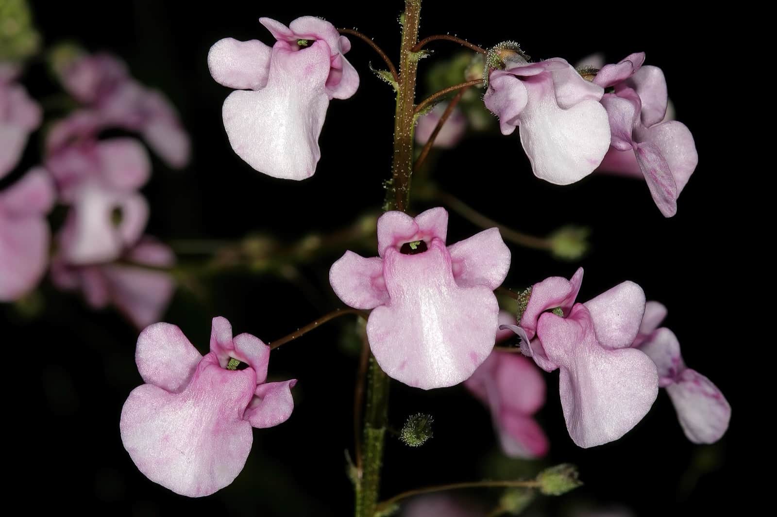 Twinspur