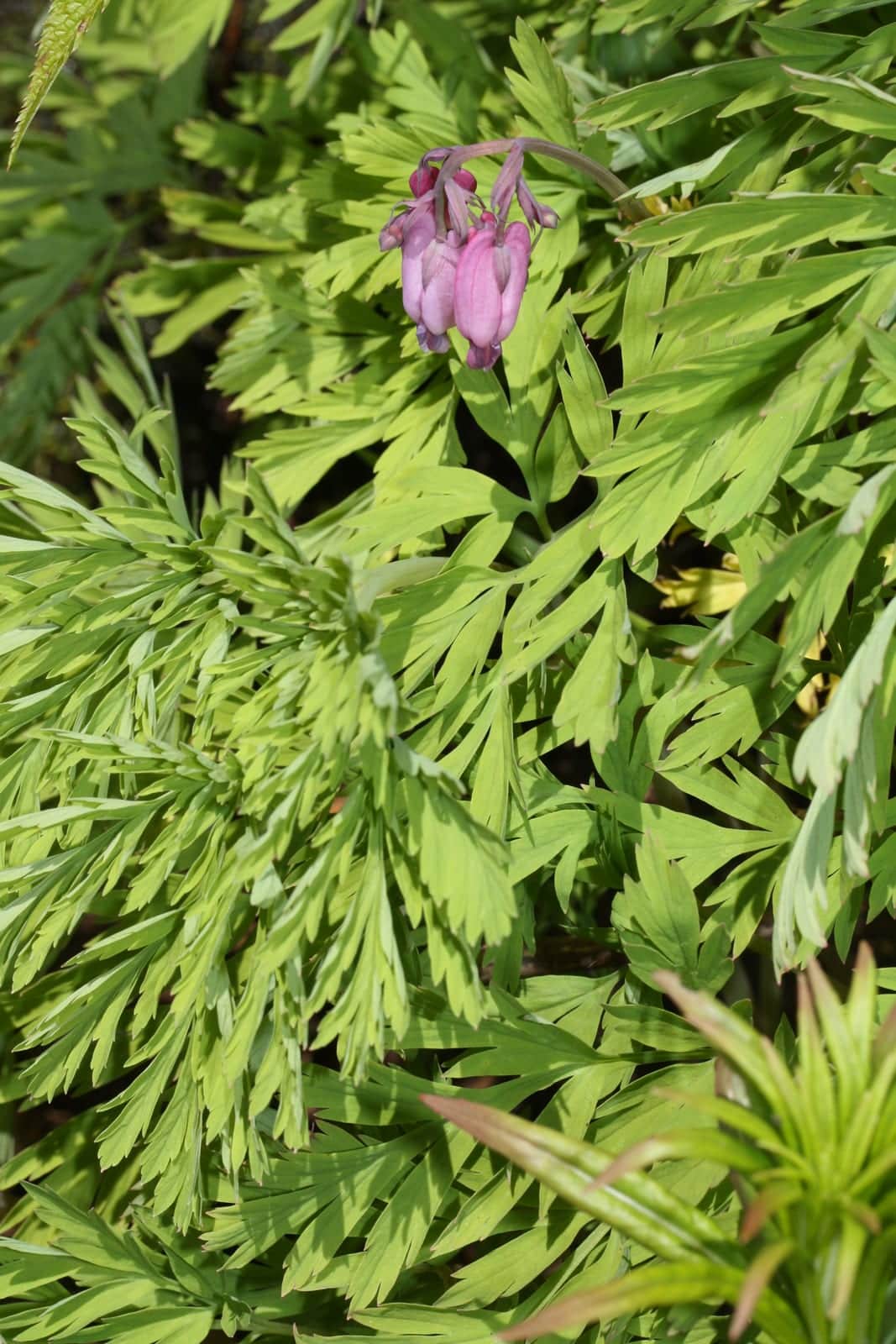 Pacific Bleeding Heart
