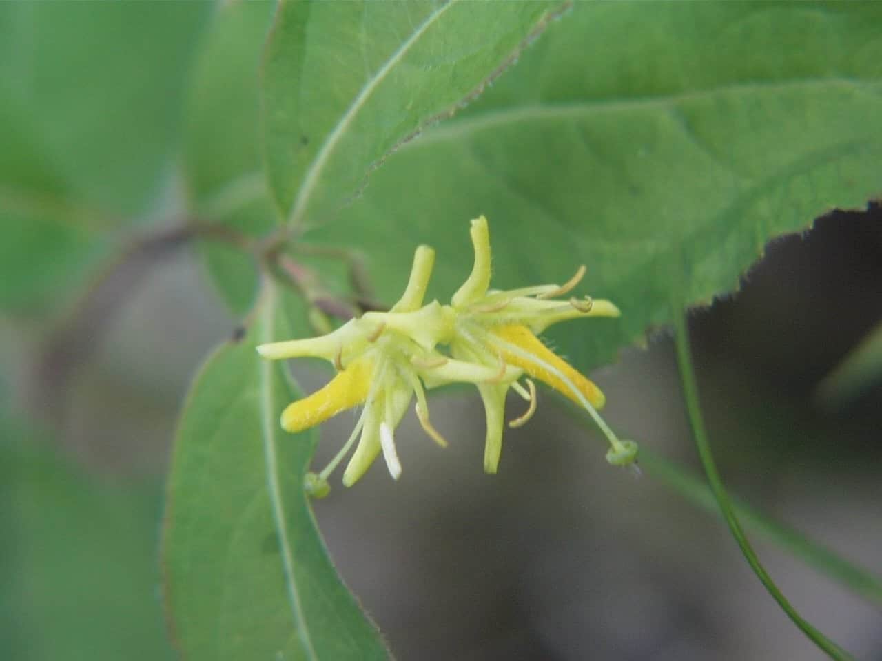 Northern Bush Honeysuckle