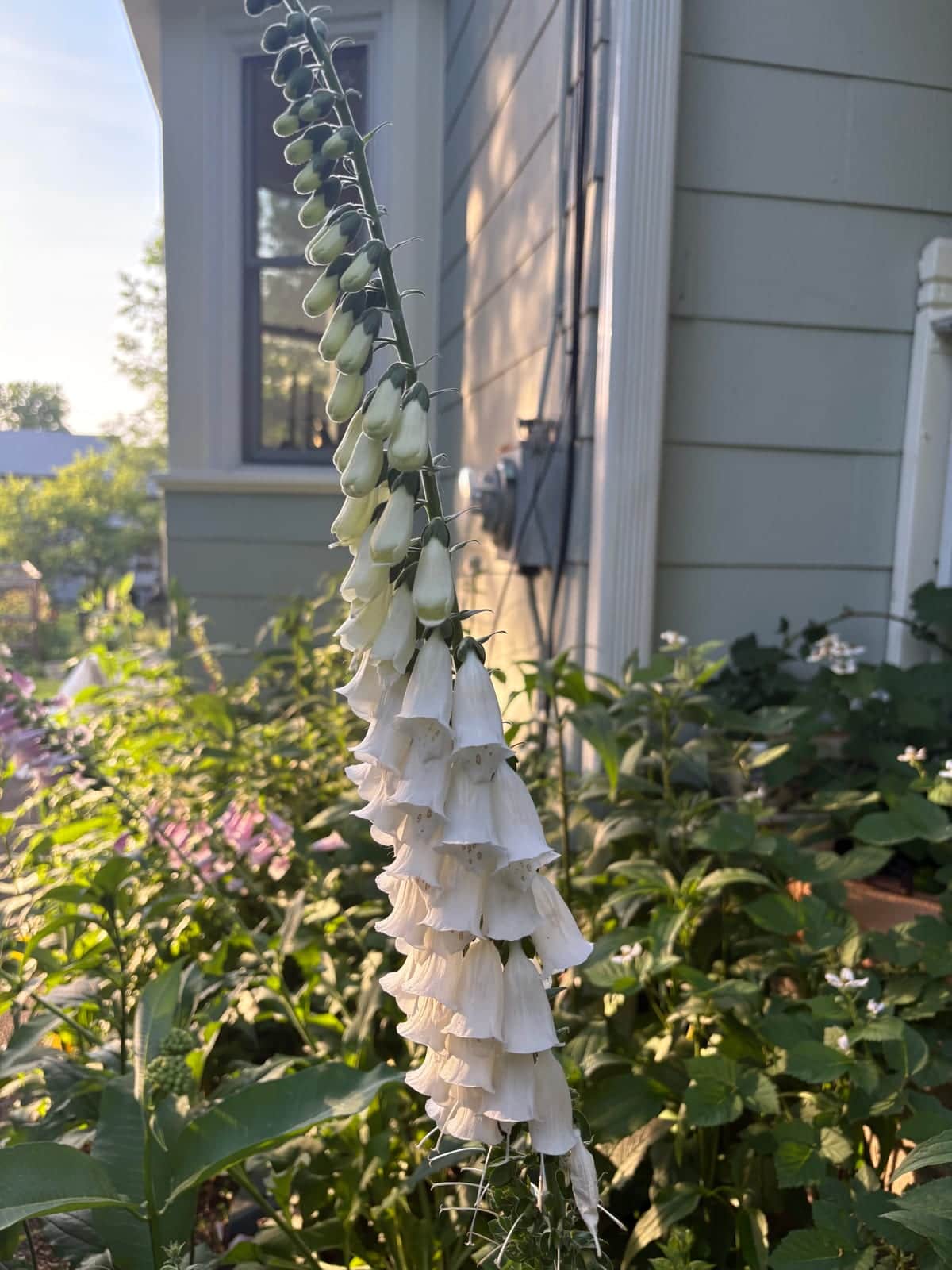 Foxglove
