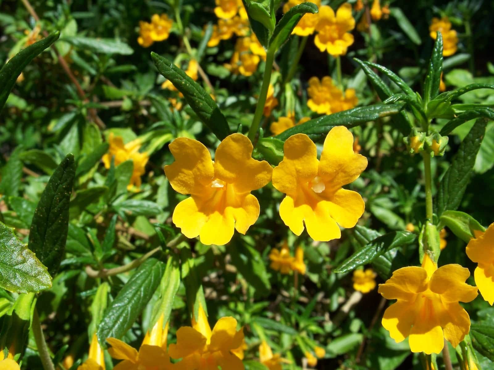 Sticky Monkeyflower